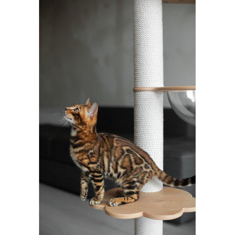 Bengal NOV Jaime
