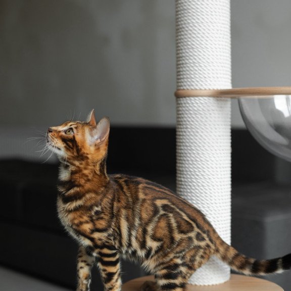 Bengal NOV Jaime