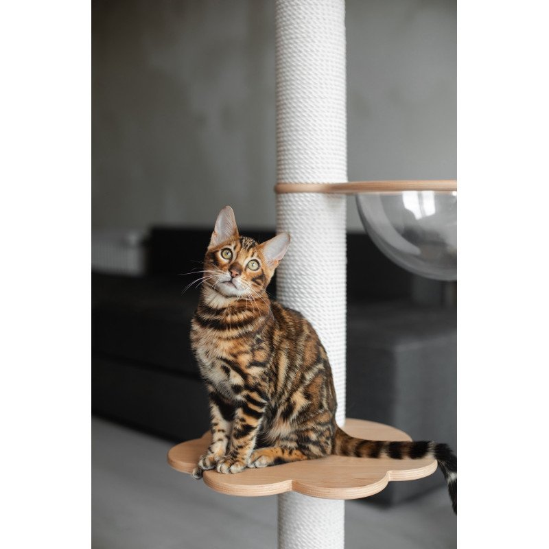 Bengal NOV Jaime