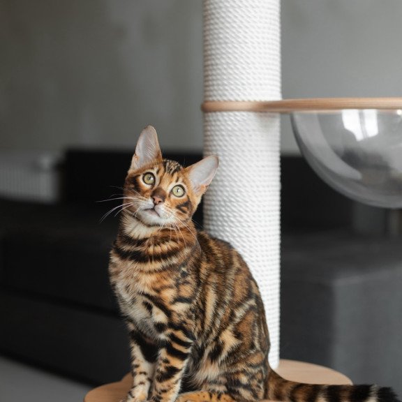 Bengal NOV Jaime