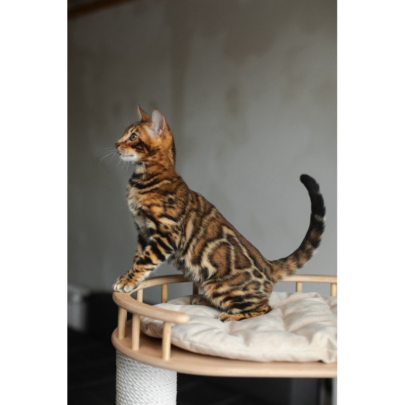 Bengal NOV Jaime