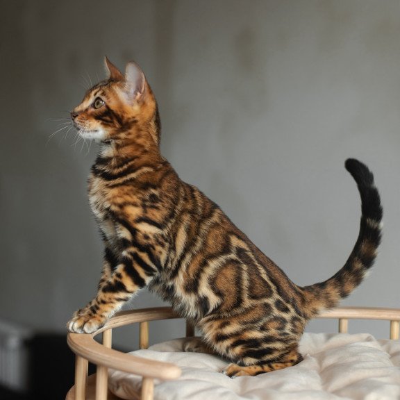 Bengal NOV Jaime