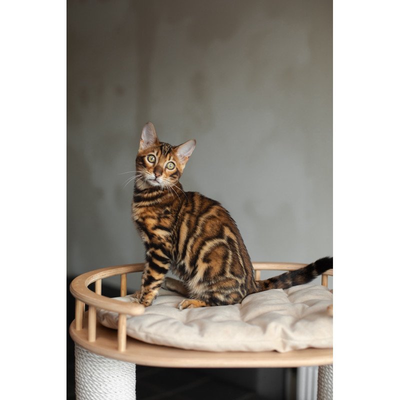Bengal NOV Jaime
