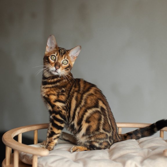 Bengal NOV Jaime