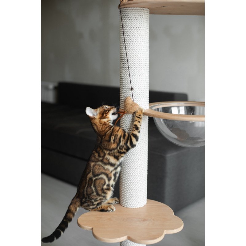 Bengal NOV Jaime