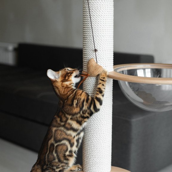 Bengal NOV Jaime