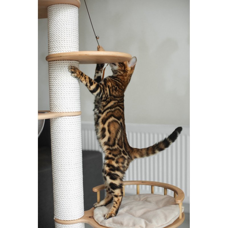 Bengal NOV Jaime