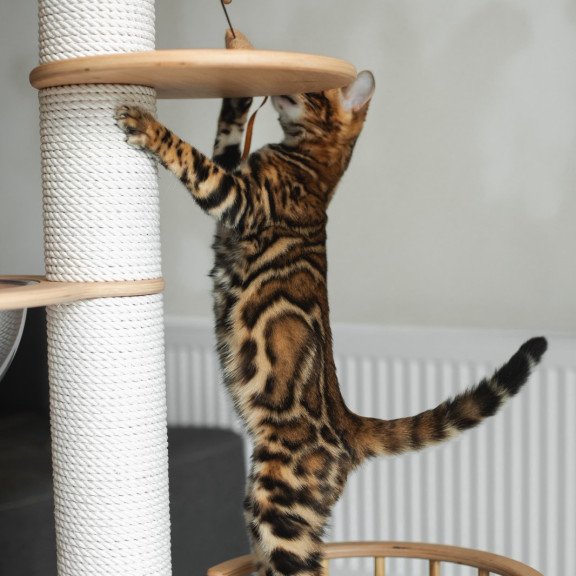 Bengal NOV Jaime