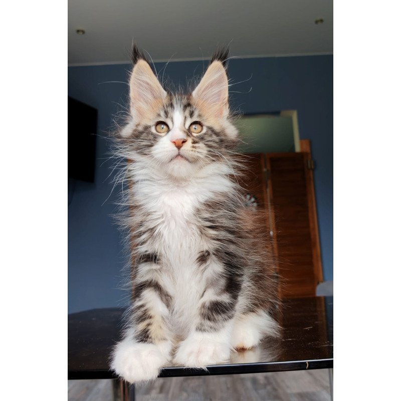 Maine Coon NOV Patrick