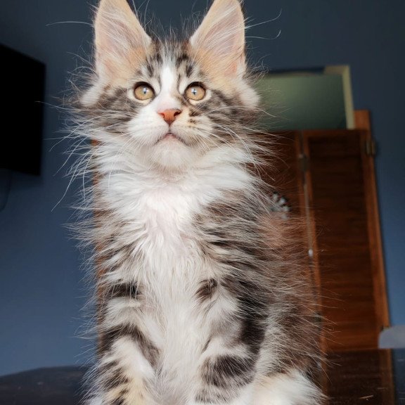 Maine Coon NOV Patrick