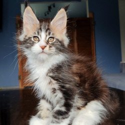Maine Coon NOV Patrick