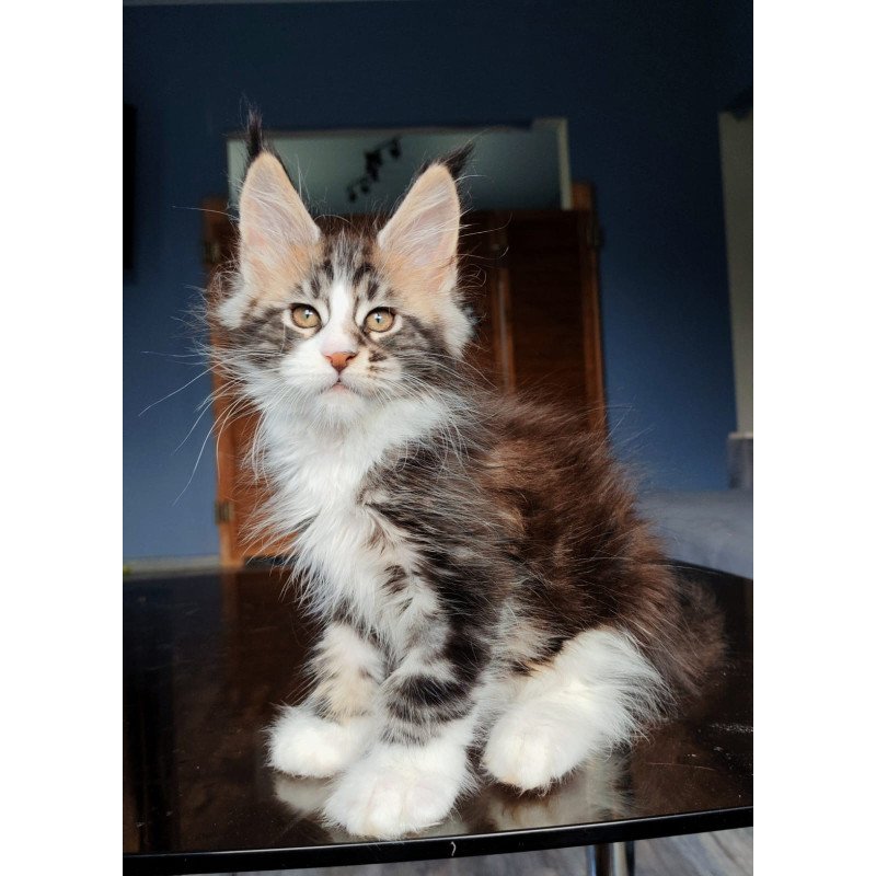 Maine Coon NOV Patrick