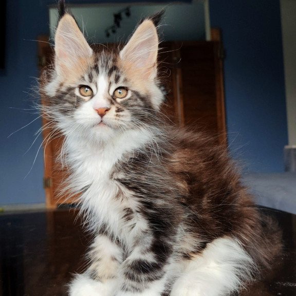 Maine Coon NOV Patrick