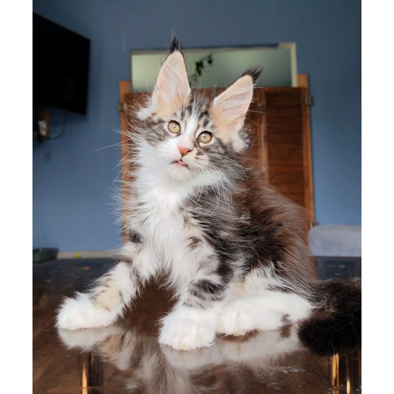 Maine Coon NOV Patrick