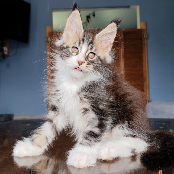 Maine Coon NOV Patrick