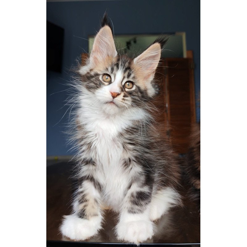 Maine Coon NOV Patrick