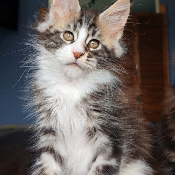 Maine Coon NOV Patrick