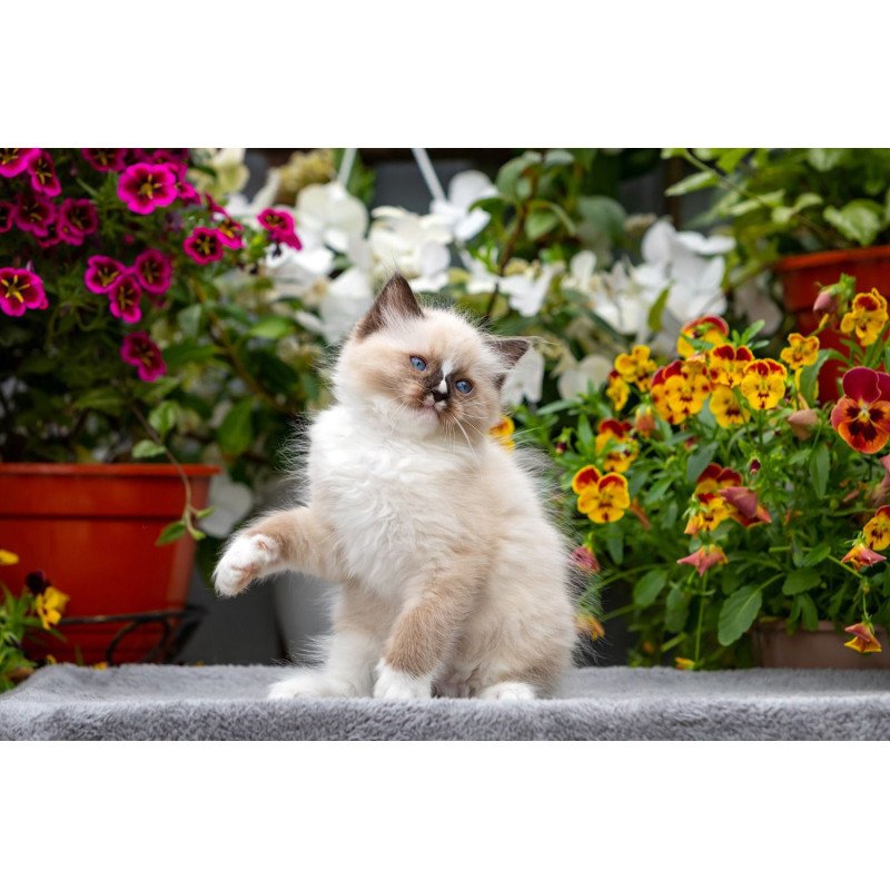 Ragdoll NOV Klava Kokka