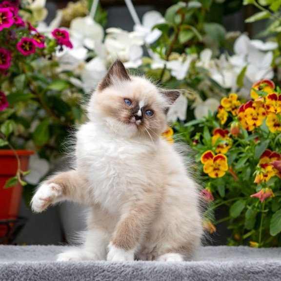 Ragdoll NOV Klava Kokka