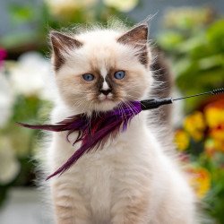 Ragdoll NOV Klava Kokka
