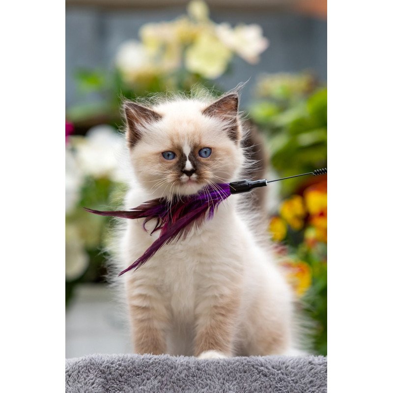 Ragdoll NOV Klava Kokka