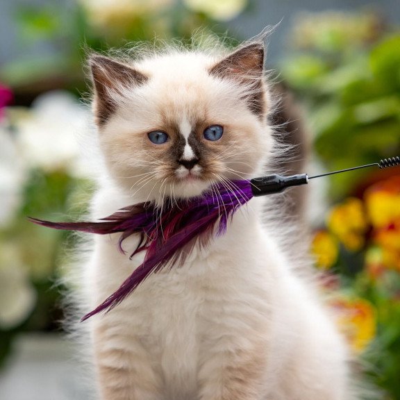 Ragdoll NOV Klava Kokka