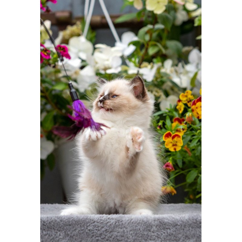 Ragdoll NOV Klava Kokka