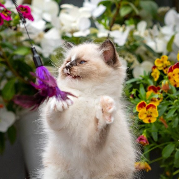 Ragdoll NOV Klava Kokka