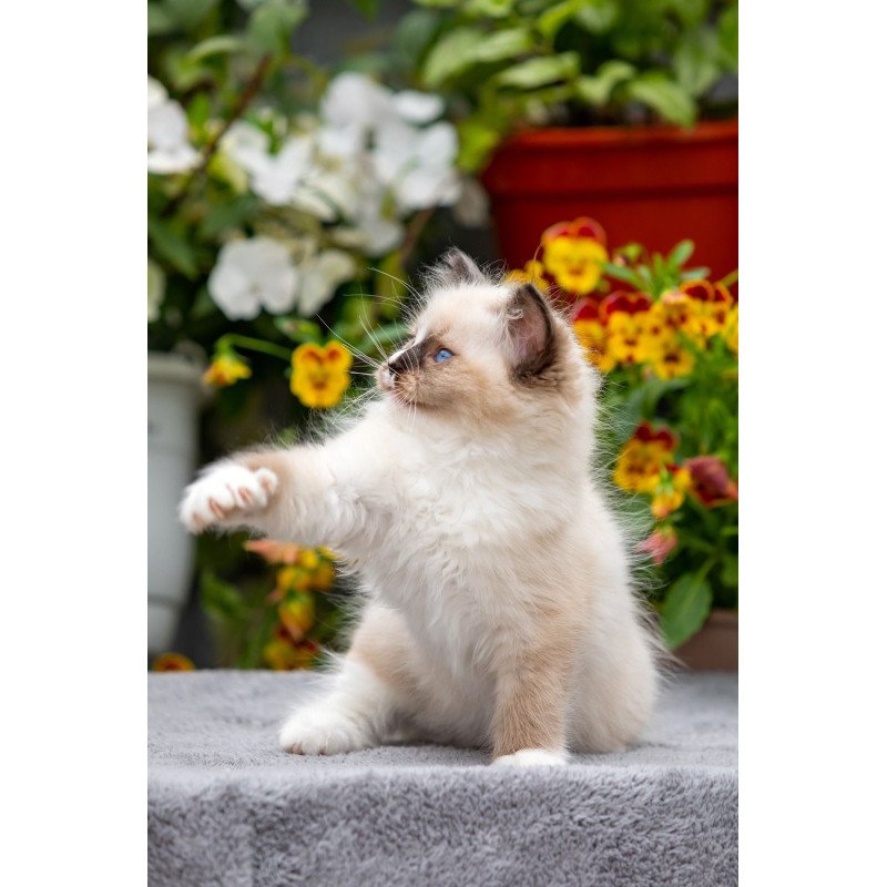 Ragdoll NOV Klava Kokka
