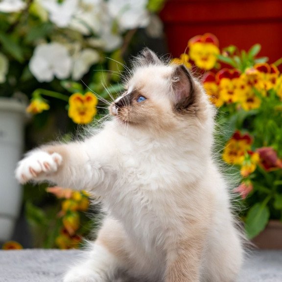 Ragdoll NOV Klava Kokka