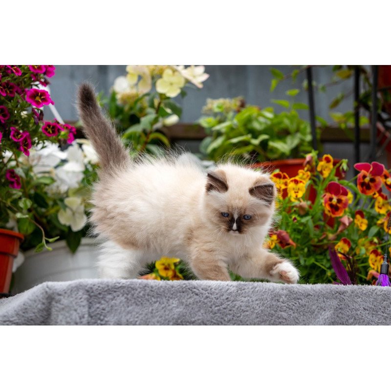 Ragdoll NOV Klava Kokka