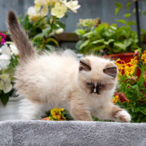 Ragdoll NOV Klava Kokka