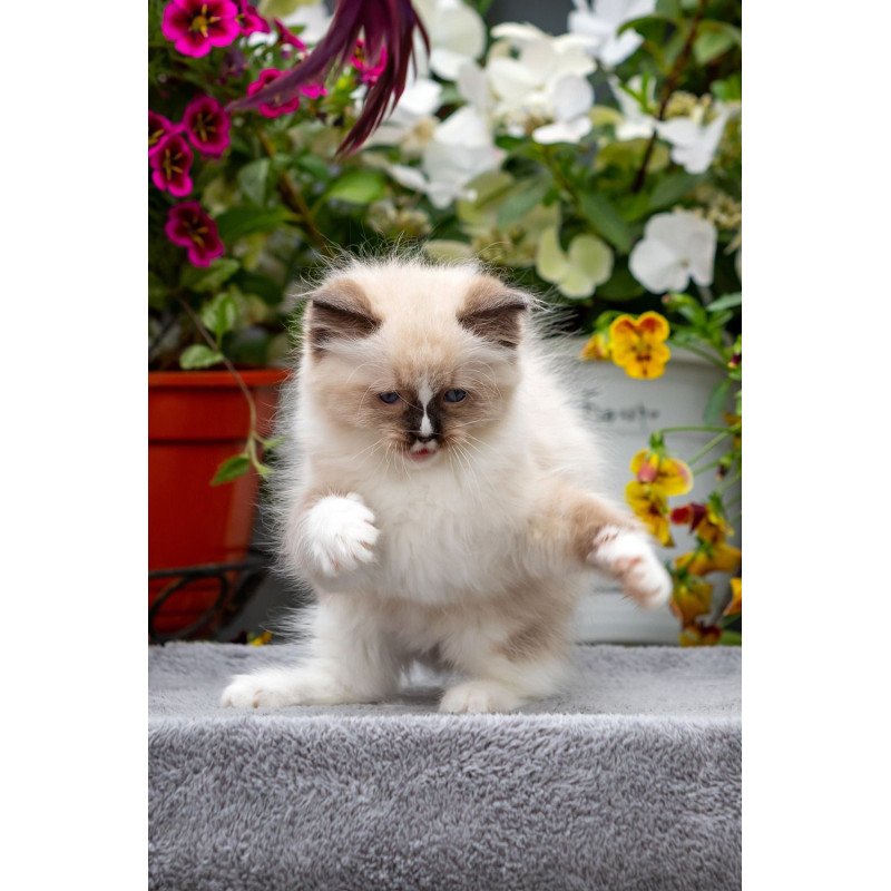 Ragdoll NOV Klava Kokka