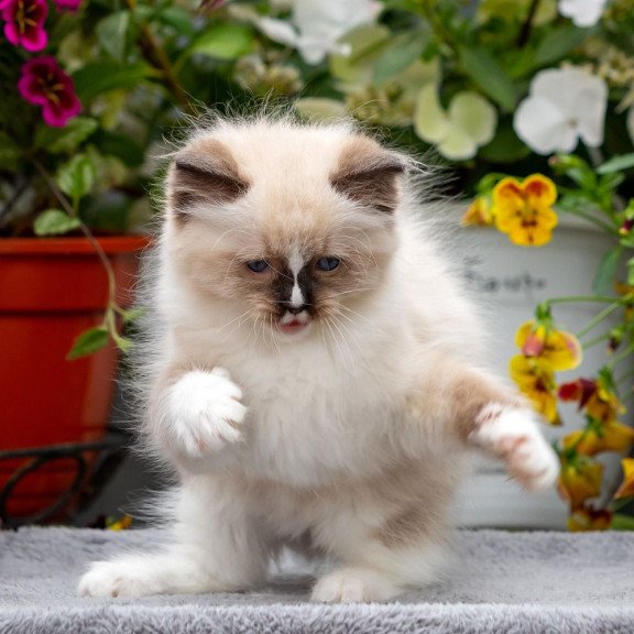 Ragdoll NOV Klava Kokka