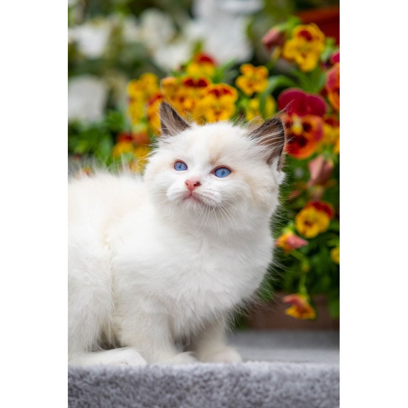 Ragdoll NOV Kamila