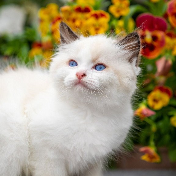 Ragdoll NOV Kamila