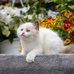 Ragdoll NOV Kamila