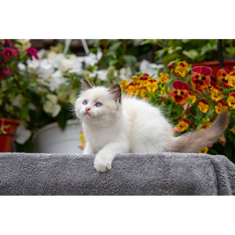 Ragdoll NOV Kamila