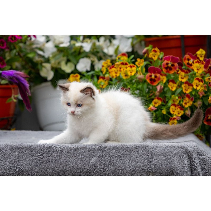 Ragdoll NOV Kamila