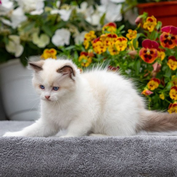 Ragdoll NOV Kamila