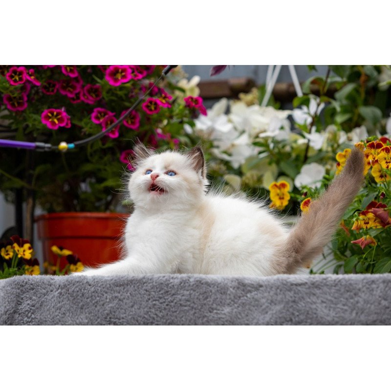 Ragdoll NOV Kamila
