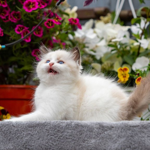 Ragdoll NOV Kamila