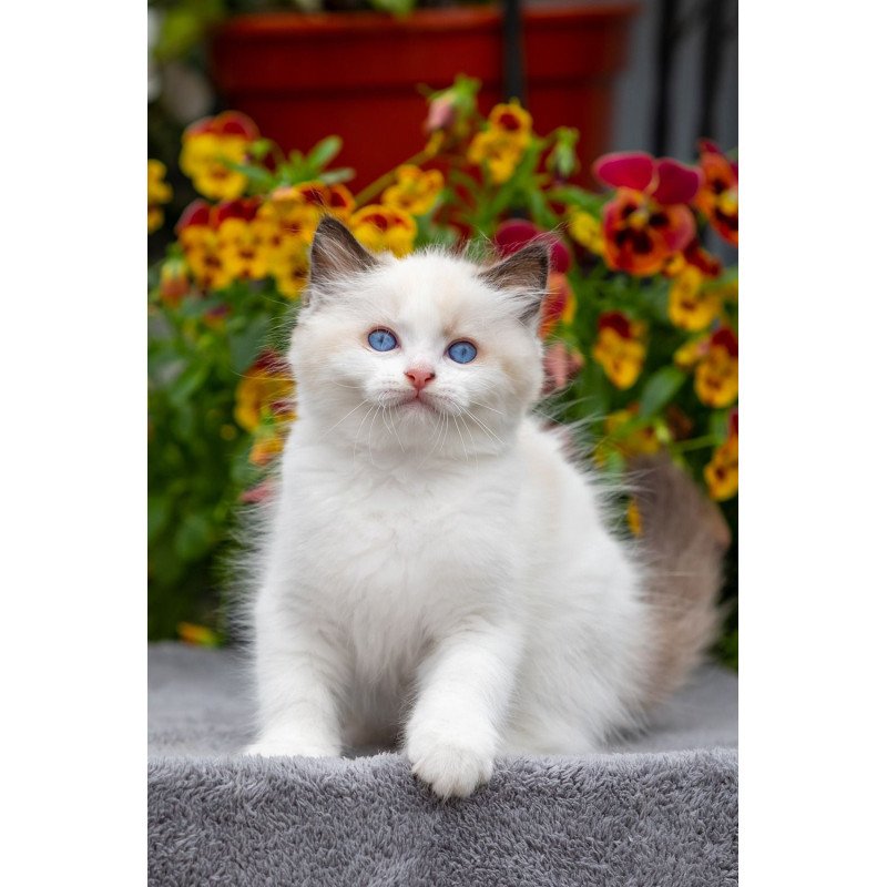 Ragdoll NOV Kamila