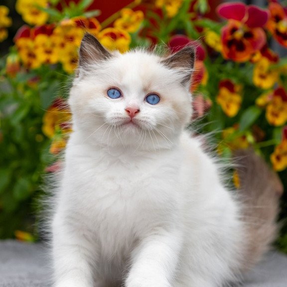 Ragdoll NOV Kamila