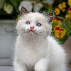 Ragdoll NOV Kamila