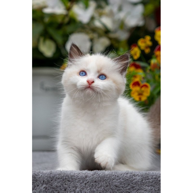 Ragdoll NOV Kamila