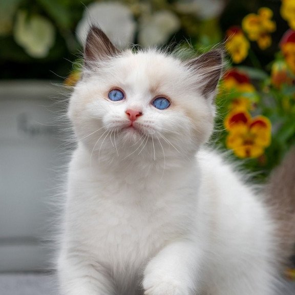 Ragdoll NOV Kamila