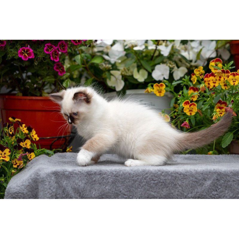 Ragdoll NOV Kruella