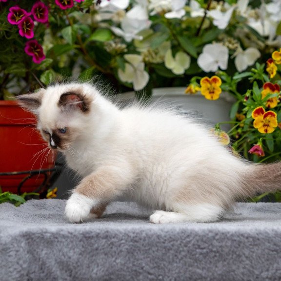 Ragdoll NOV Kruella