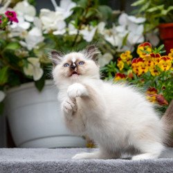 Ragdoll NOV Kruella